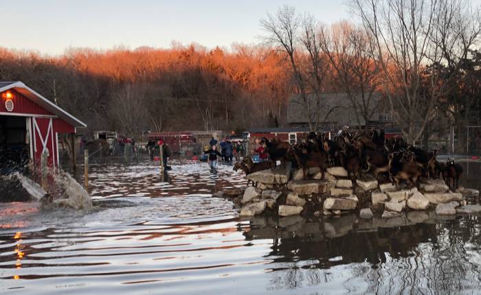 goats-on-higher-rocks